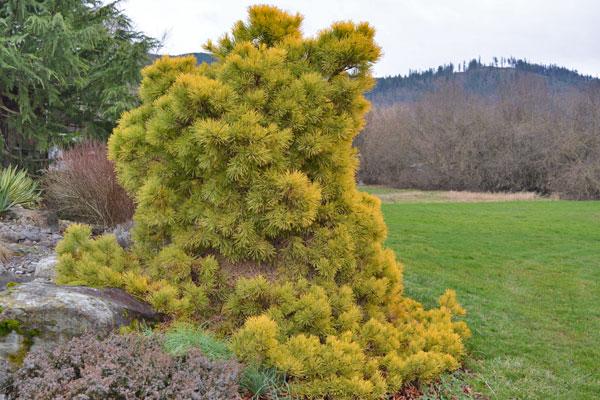 Sekkan Sugi Japanese Cedar Gl Size Cloud Mountain Farm Center