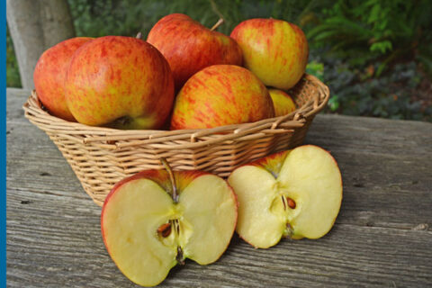 Crimsontopaz Apple Tree Cloud Mountain Farm Center Nursery