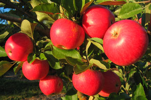  Akane Apple Cloud Mountain Farm Center