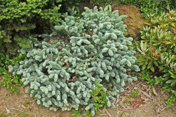 Conifers | Cloud Mountain Farm Center & Nursery