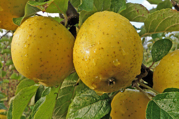 Ananas Reinette Apple | Cloud Mountain Farm Center & Nursery