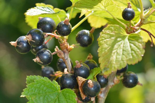 Consort Black Currant - 