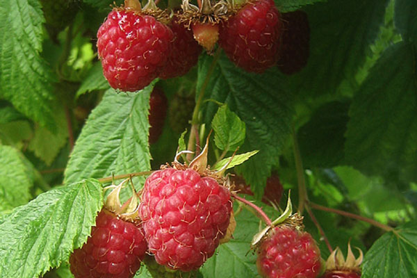 Cascade Delight Raspberry-2 yr bare root | Cloud Mountain Farm Center ...