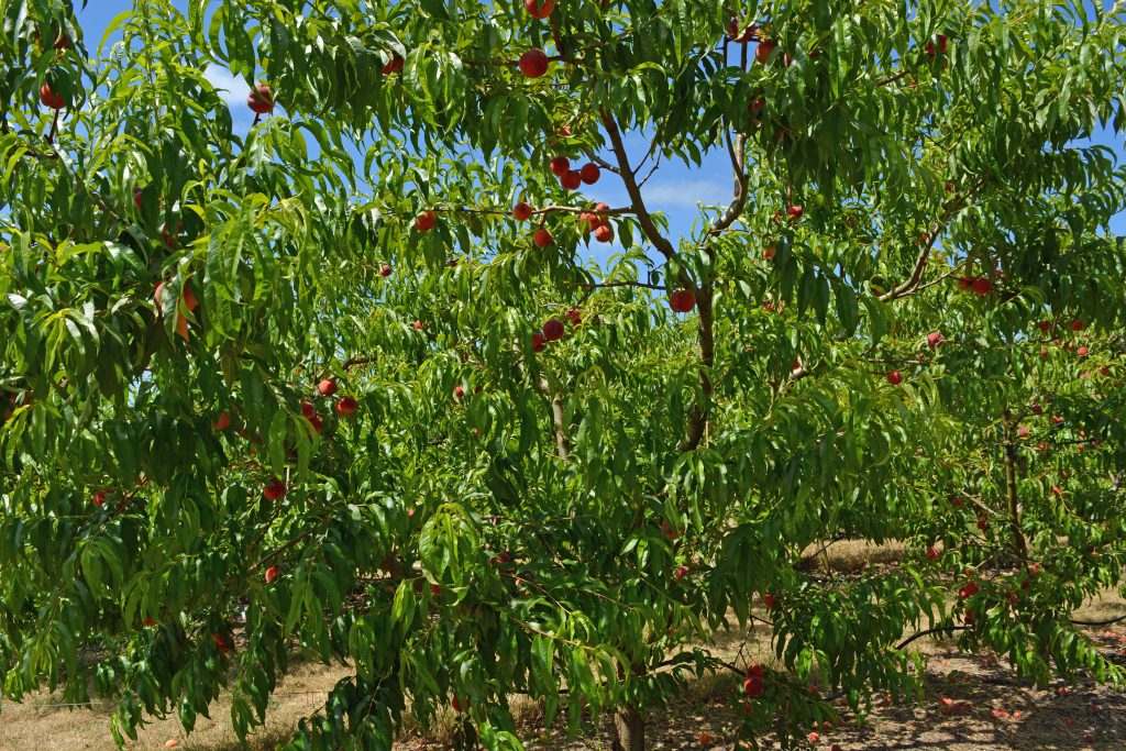 peach-leaf-curl-resistance-cloud-mountain-farm-center-nursery