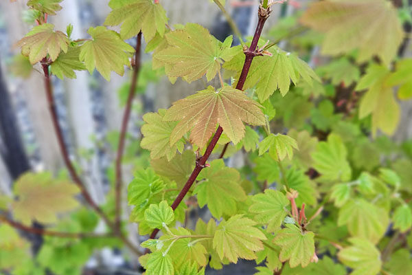 Del's Dwarf Vine Maple