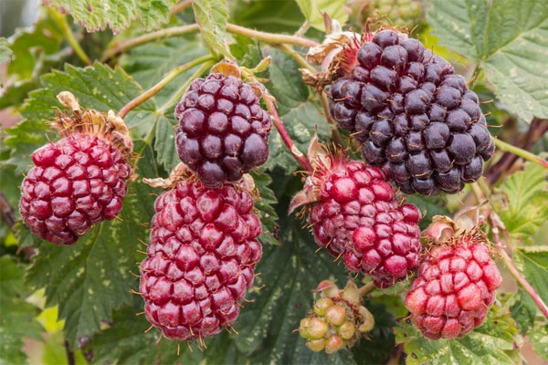 Thornless Boysenberry | Cloud Mountain Farm Center & Nursery