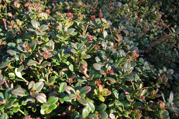 Evergreen Creeping Honeysuckle | Cloud Mountain Farm Center & Nursery