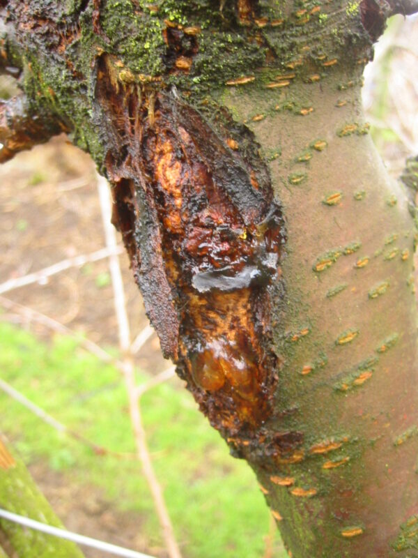 Winter Scouting Fruit Trees - Cloud Mountain Farm Center & Nursery