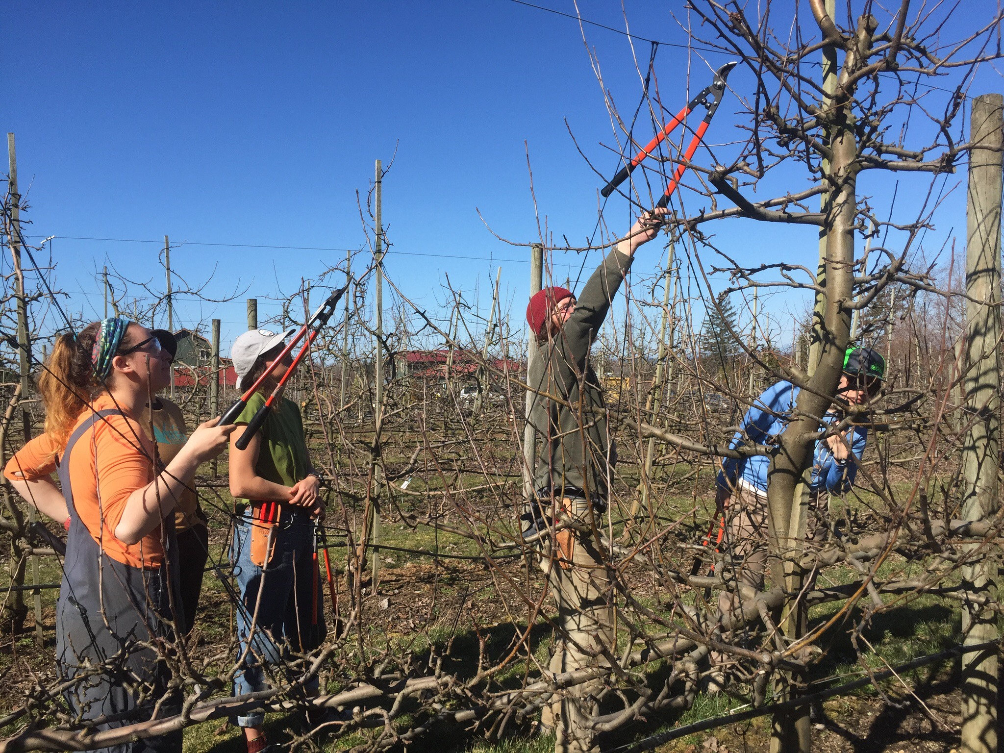 Hands-On Apple Pruning