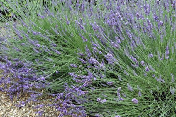 Fat Spike Lavender- 1 gl size | Cloud Mountain Farm Center & Nursery