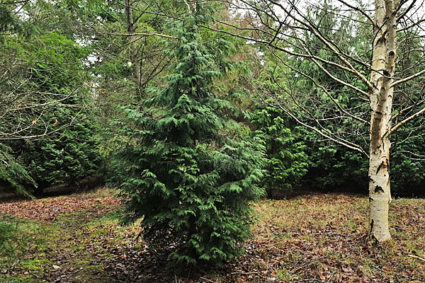 Yellow Alaskan Cedar- 1 gl size | Cloud Mountain Farm Center & Nursery