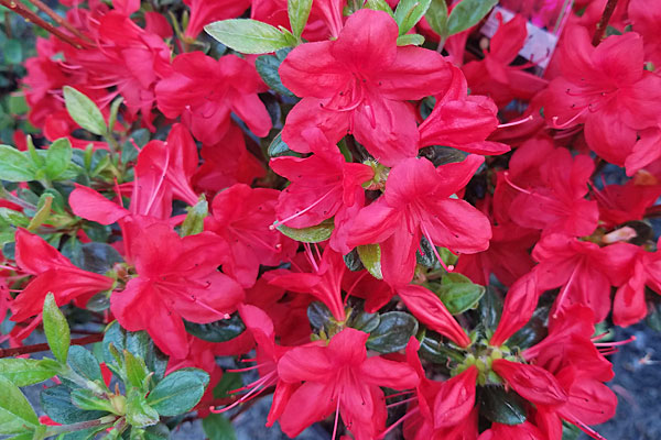 Hino Crimson Azalea- 2 gl size | Cloud Mountain Farm Center & Nursery