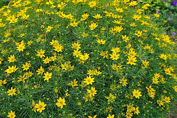 Zagreb Threadleaf Coreopsis- 6 inch pot | Cloud Mountain Farm Center ...