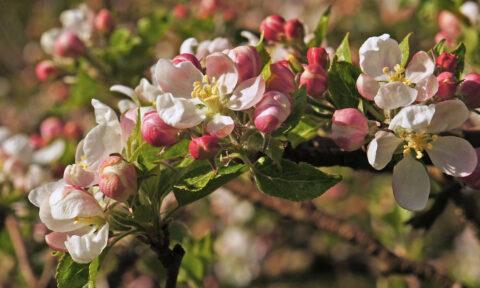 About | Cloud Mountain Farm Center & Nursery