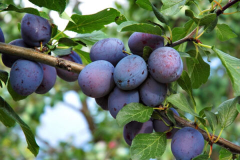 Italian European Plum | Cloud Mountain Farm Center & Nursery