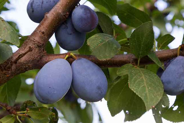 Brooks European Plum | Cloud Mountain Farm Center & Nursery