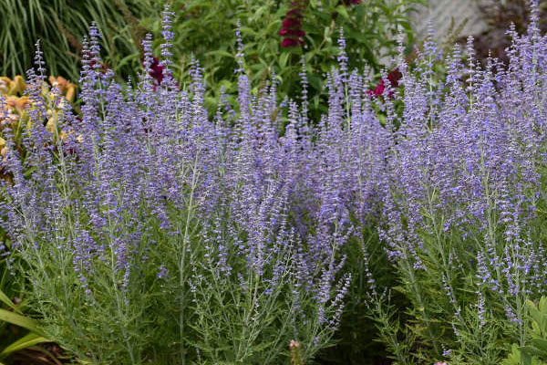 Blue Cushion Lavender- 1 gl size | Cloud Mountain Farm Center & Nursery