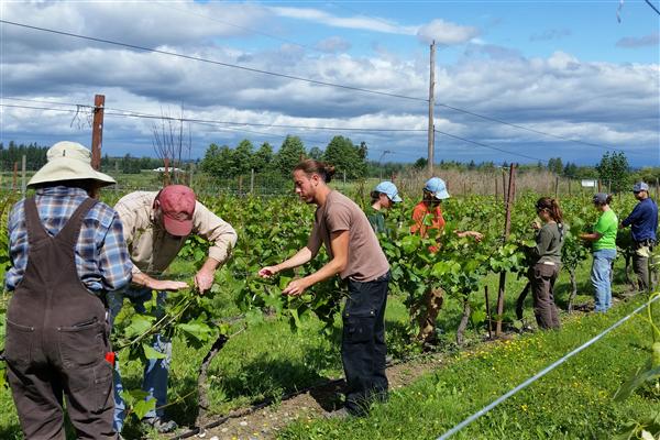 Growing Table and Wine Grapes