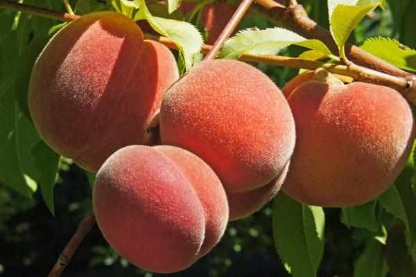 Growing Stone Fruits