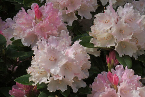 George’s Corner: The Rhododendron Explosion | Cloud Mountain Farm ...