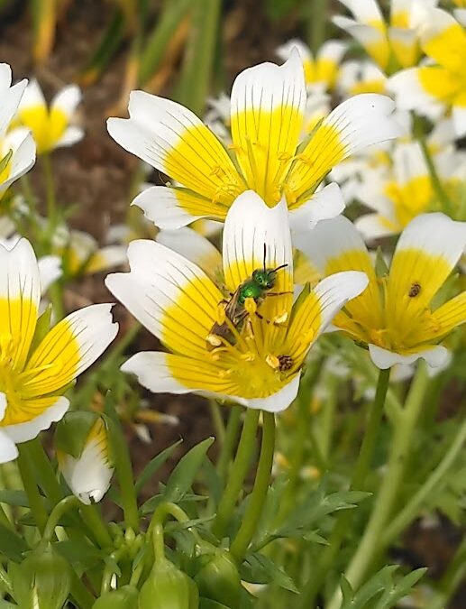 Top 5 Tips for Pollinator-Friendly Pest Management