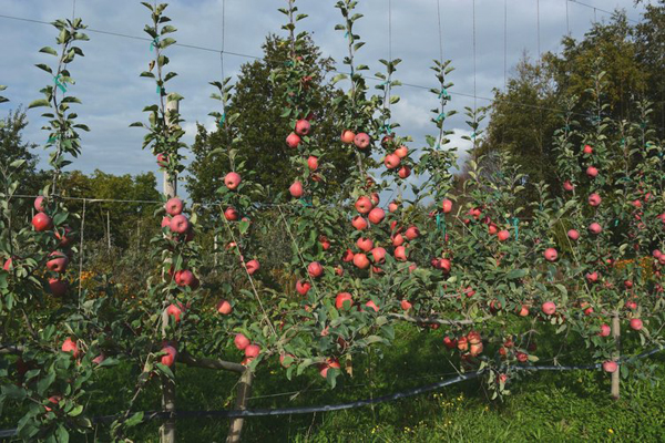 Harvest and Post-Harvest