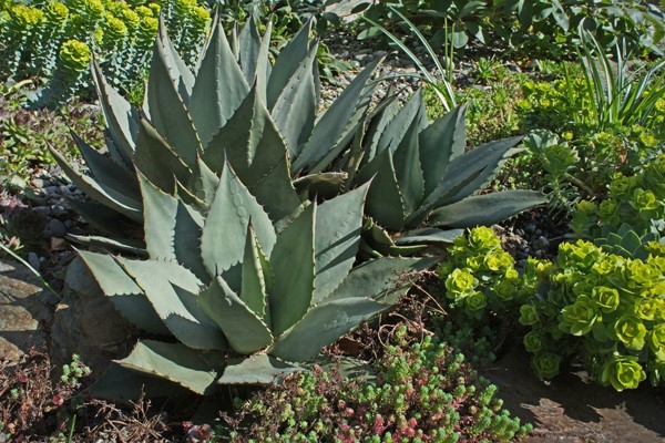 Cloud Mountain Farm Center Nursery