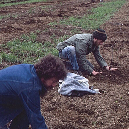 first orchard planting at cloud mountain