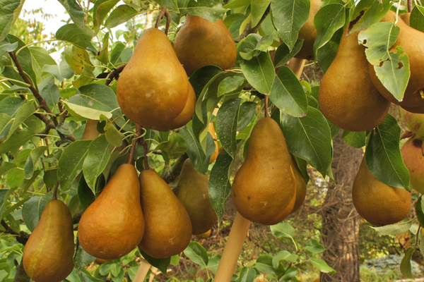 Pear, Bosc (each)