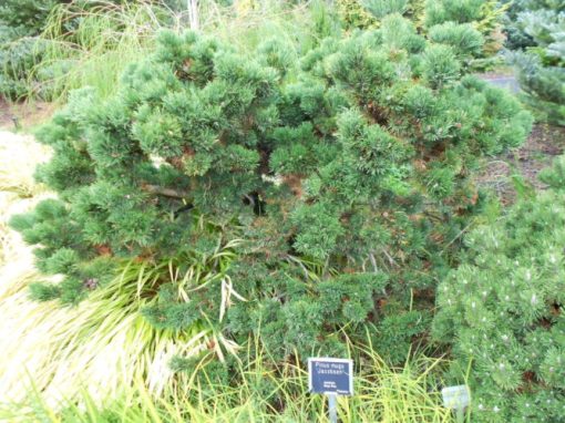 Jakobsen Dwarf Mugo Pine | Cloud Mountain Farm Center & Nursery