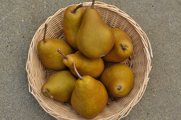 Comice European Pear